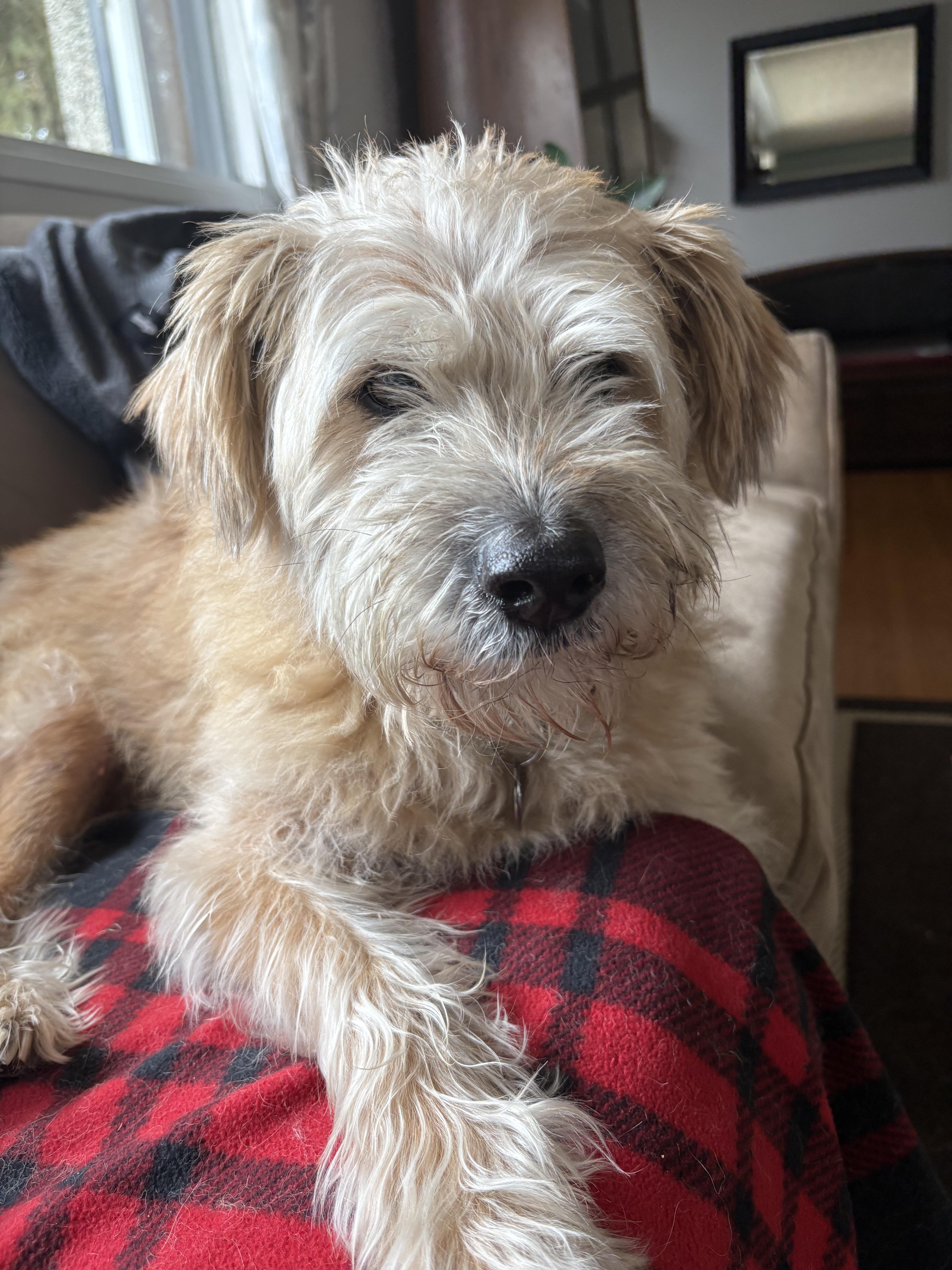 vintage teria ❀ クリーム色の毛並みの テリアさん vintage teria