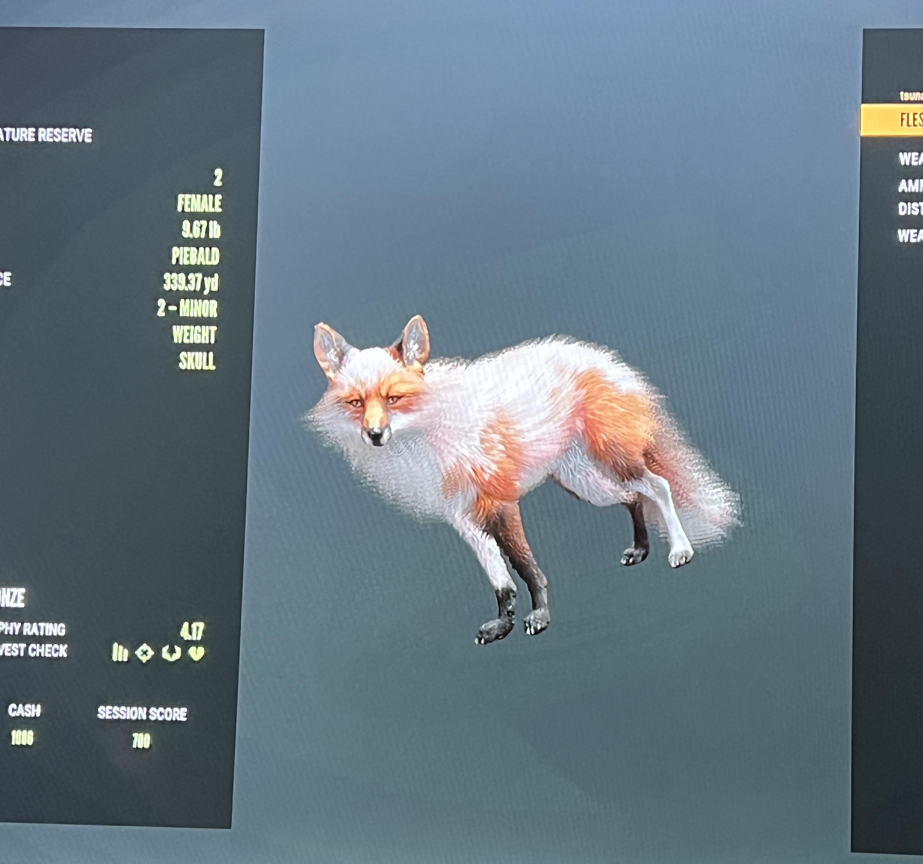 初めて赤いキツネ（そして倒した）の珍しい毛皮タイプを見た！ : r