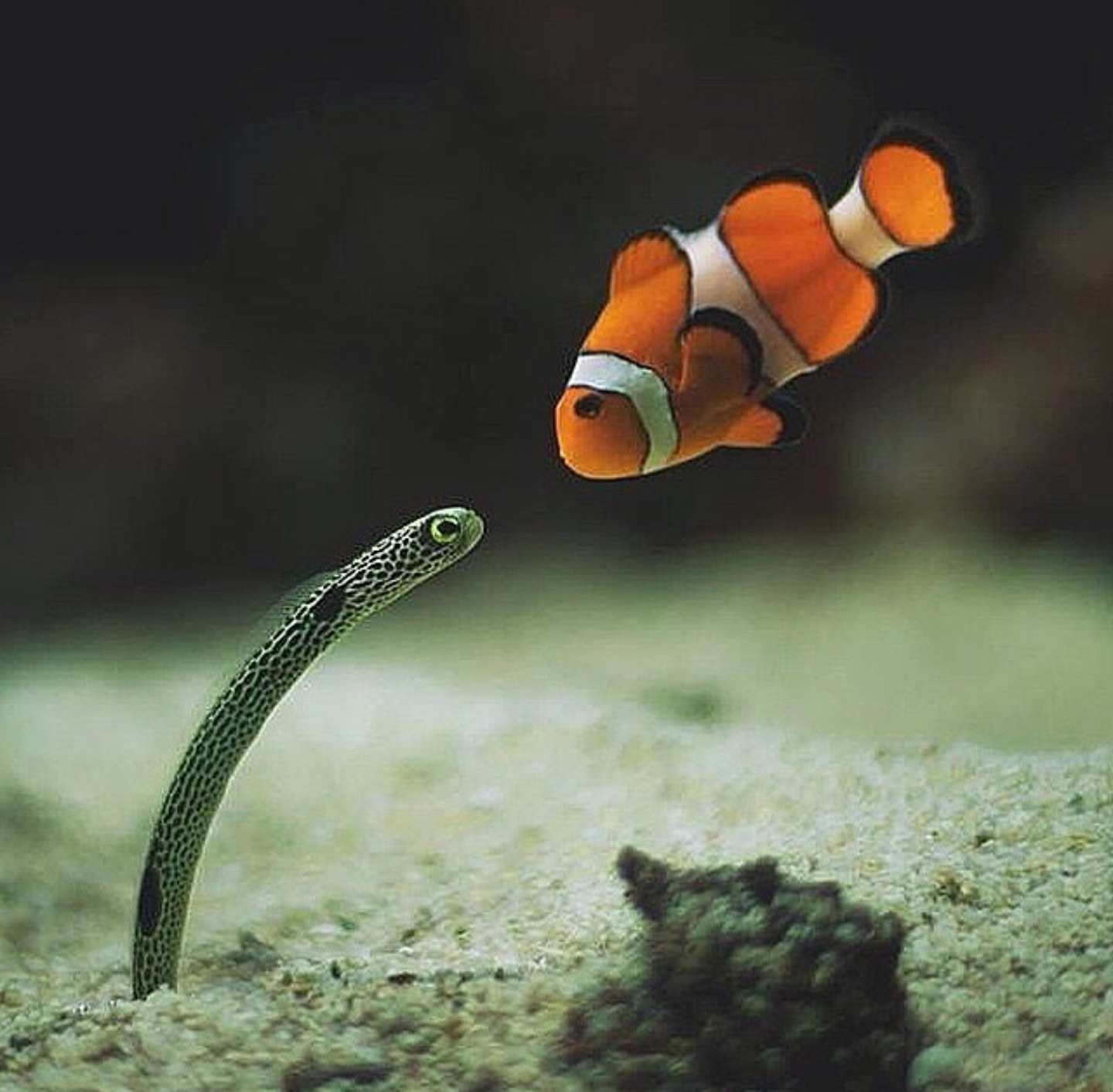 チンアナゴとクマノミを発見。 : r/aww