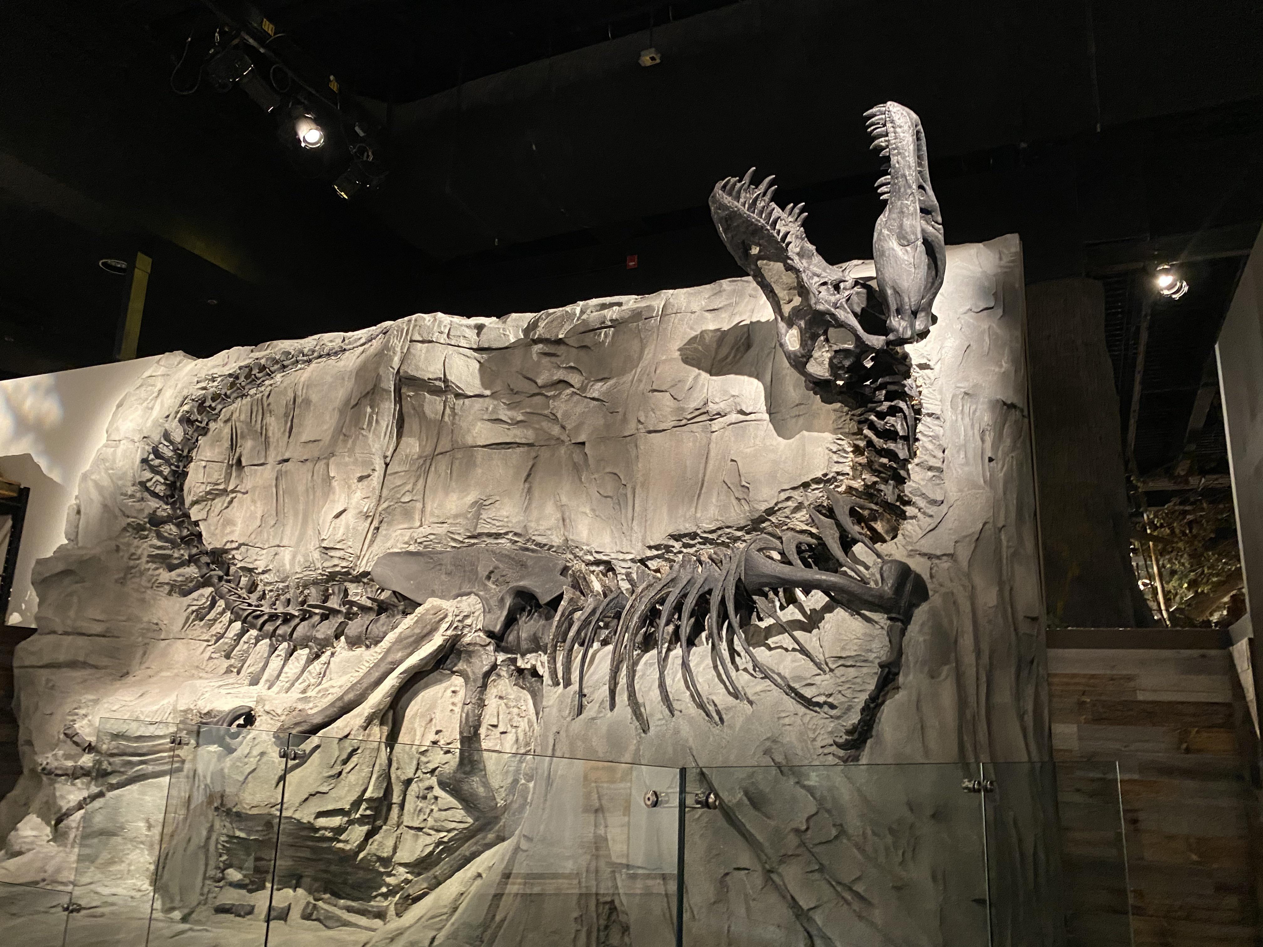 ブラックビューティー - アルバータ州カナダで、鉱物化プロセス