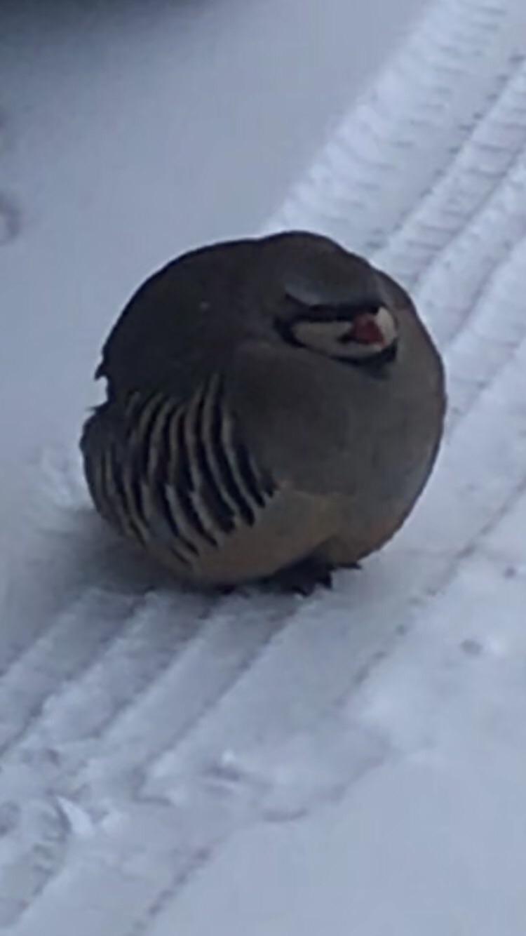 昨日、デカくて太った鳥を見たんだ。 : r/mildlyinteresting