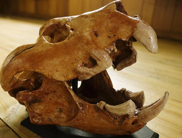 Thylacoleo：氷河期のオーストラリア、爬虫類が支配する世界における