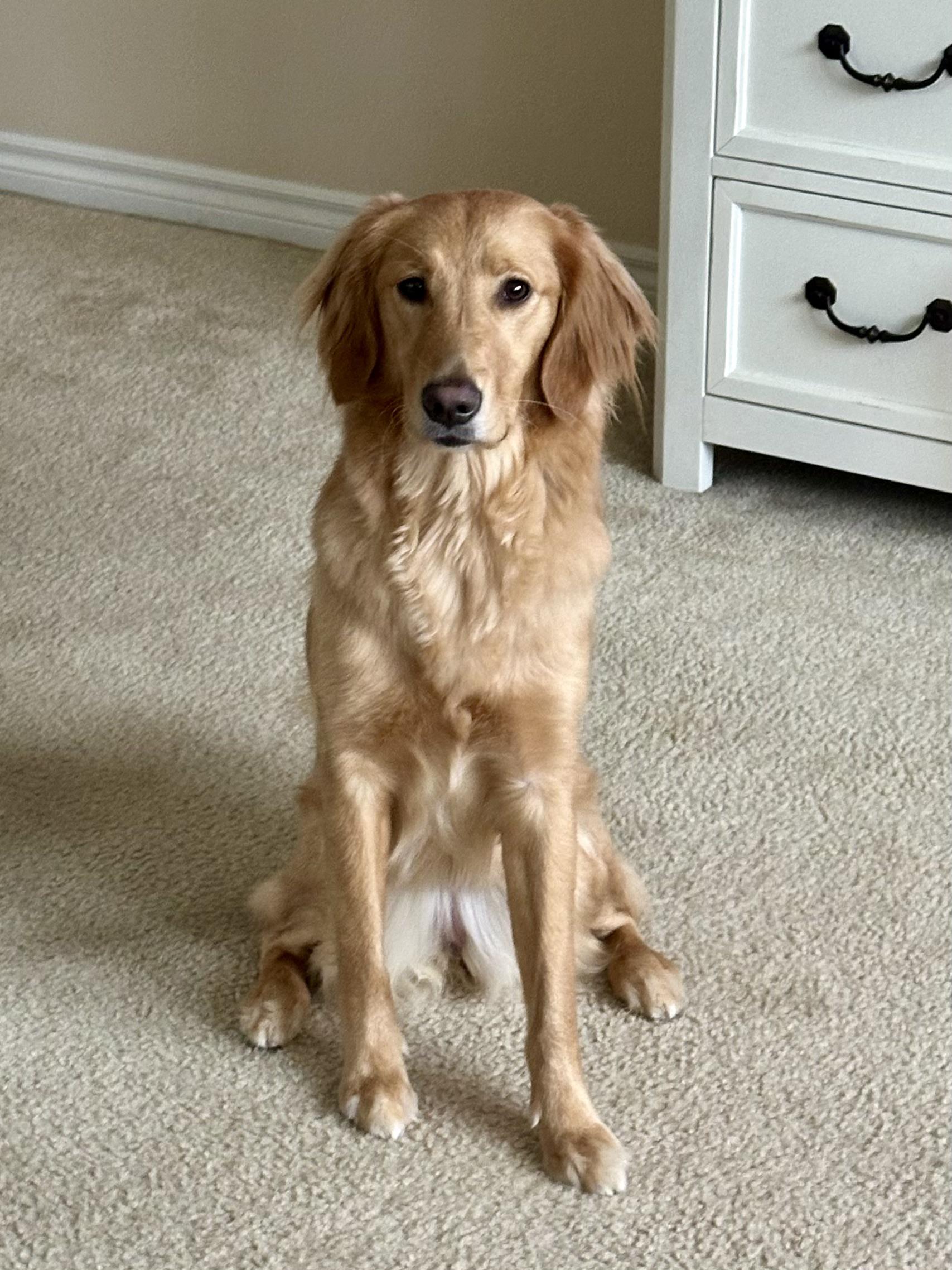 巨大な金色の : r/goldenretrievers