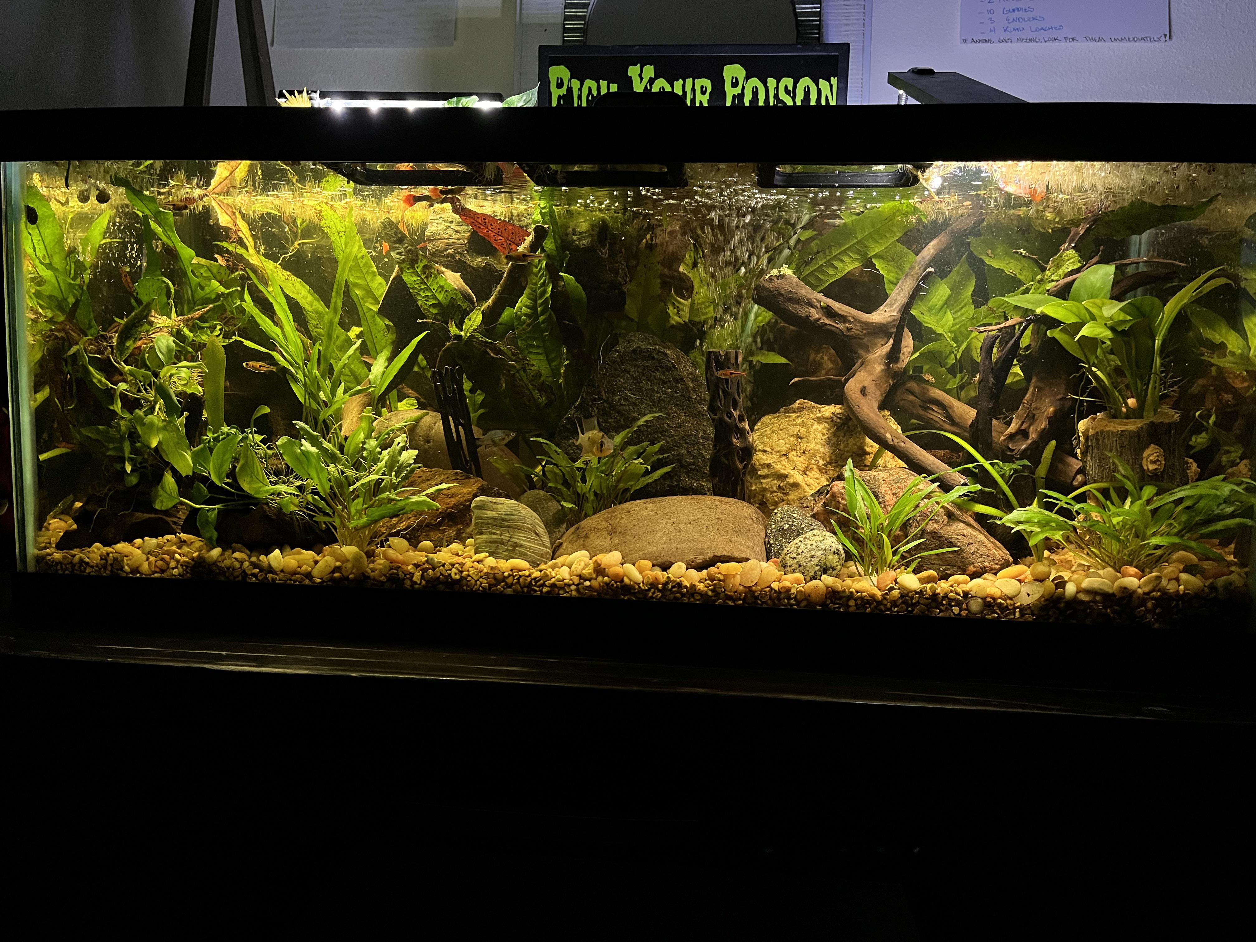 自慢の20ガロンロング水槽 :) : r/PlantedTank