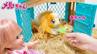 Mell-chan Get a New Pet ! Guinea Pig and Babies - YouTube