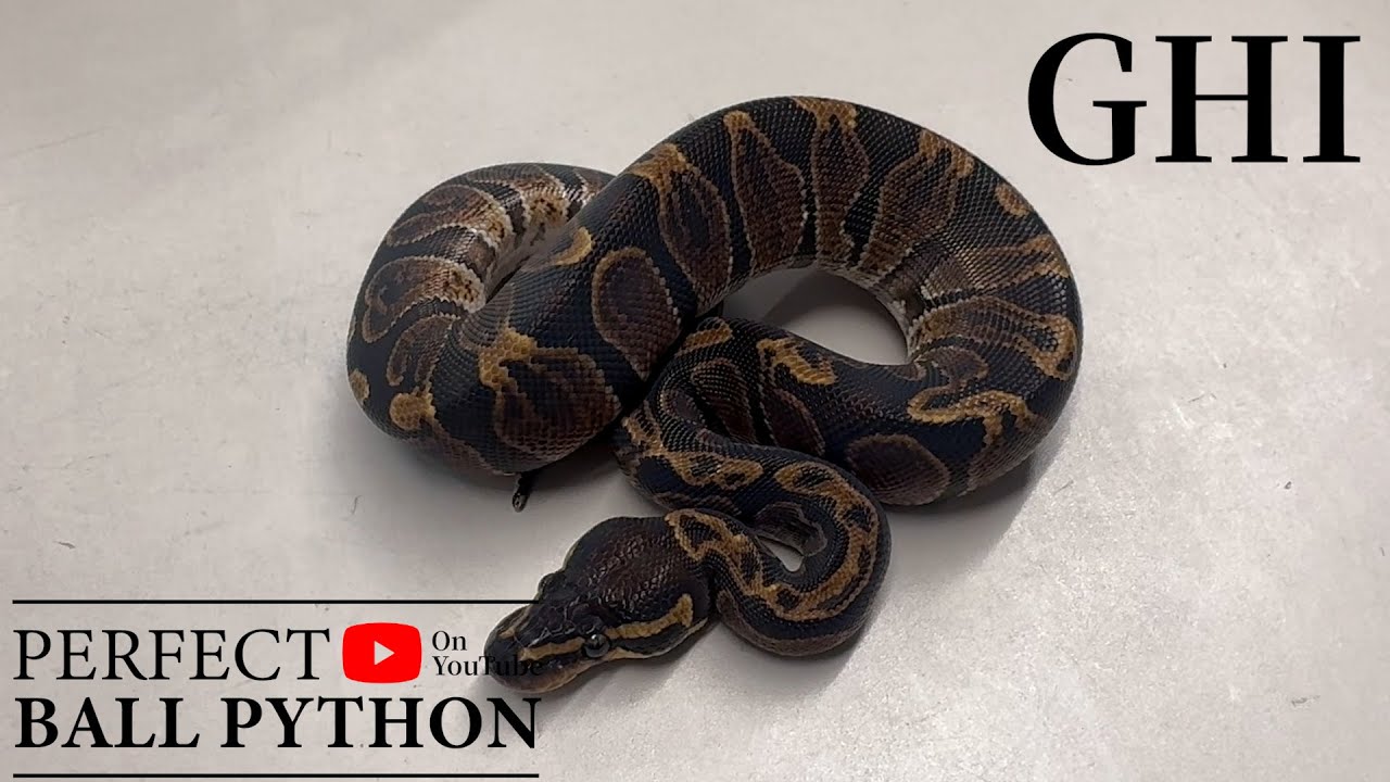 PERFECT BALLPYTHON] A must-have dark morph. [GHI] - YouTube