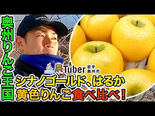 Iwate, Oshu Apple Kingdom! Yellow Apple 