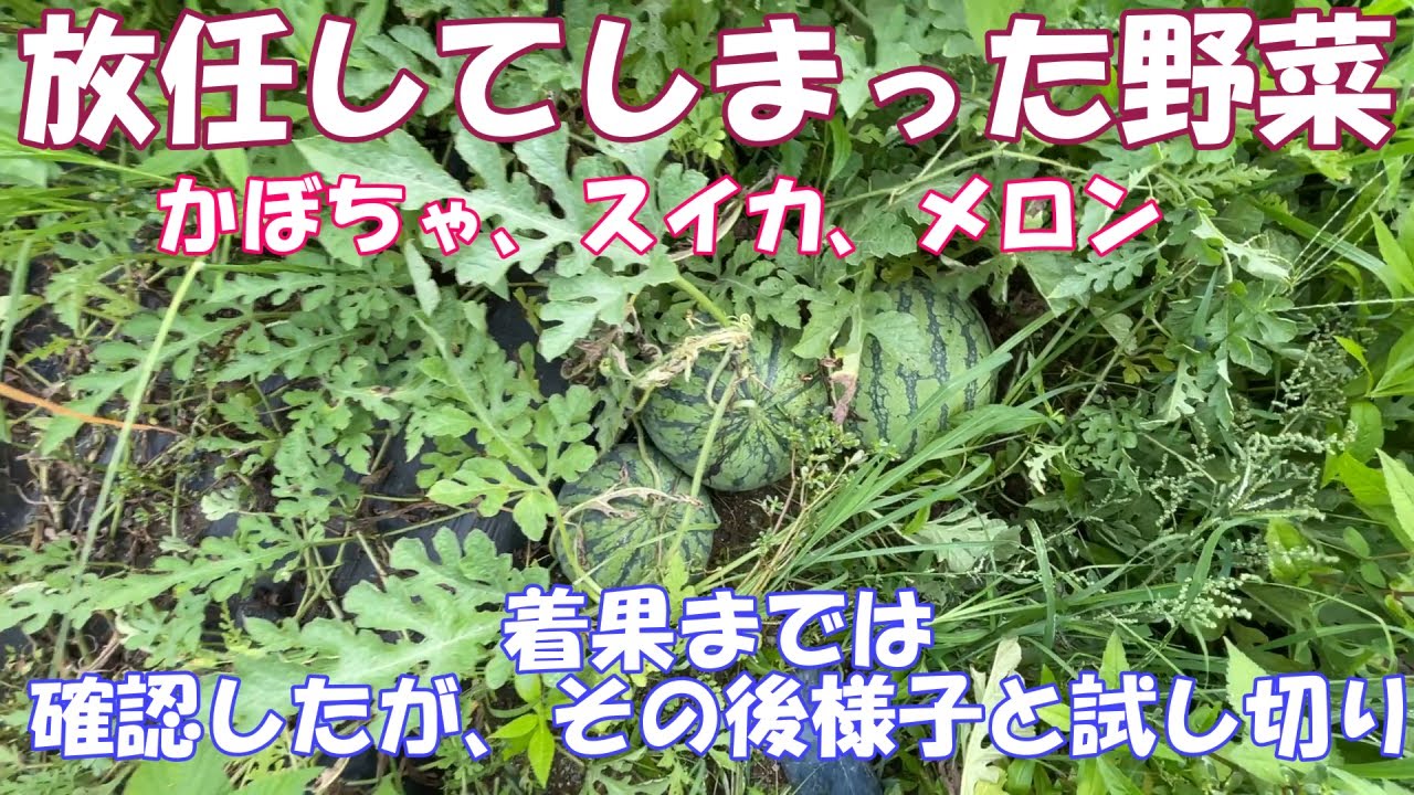 放任栽培のかぼちゃ、スイカ、メロン。一応生きててくれました