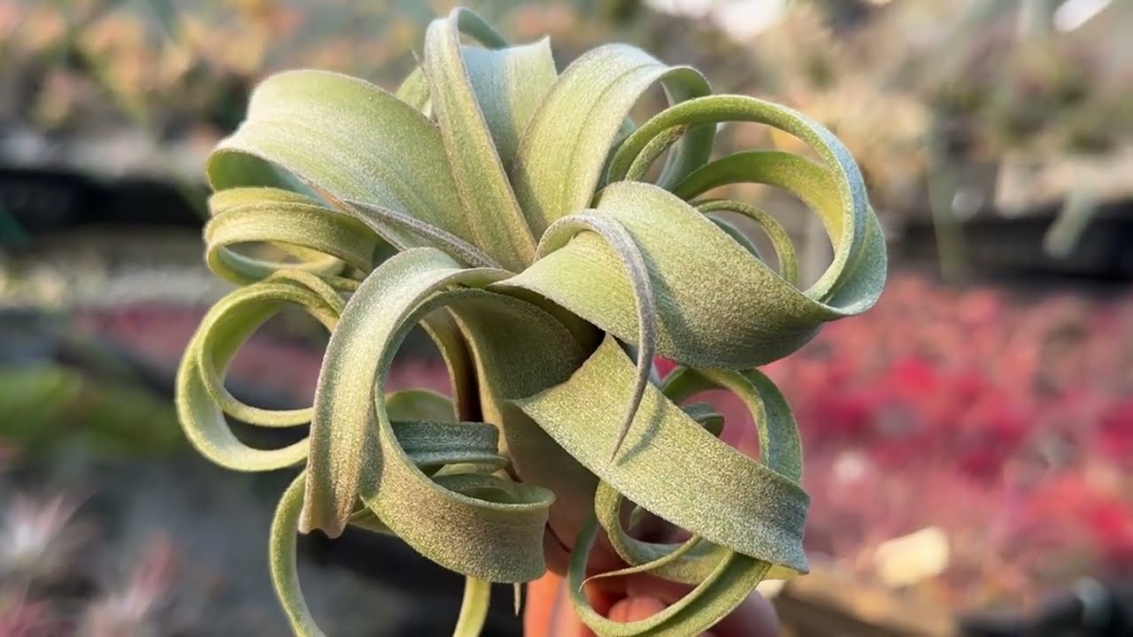 チランジア カーリースリム Tillandsia Curly Slim (Tillandsia