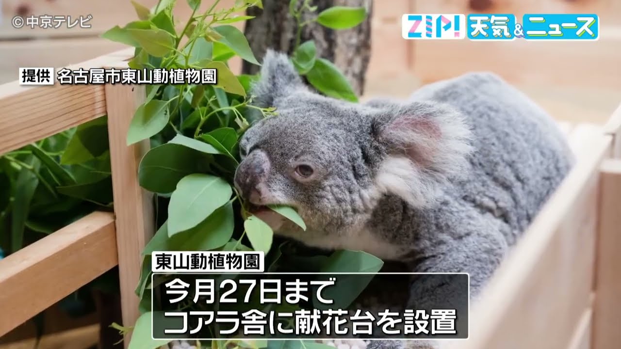 maxresdefault.jpg?sqp=-