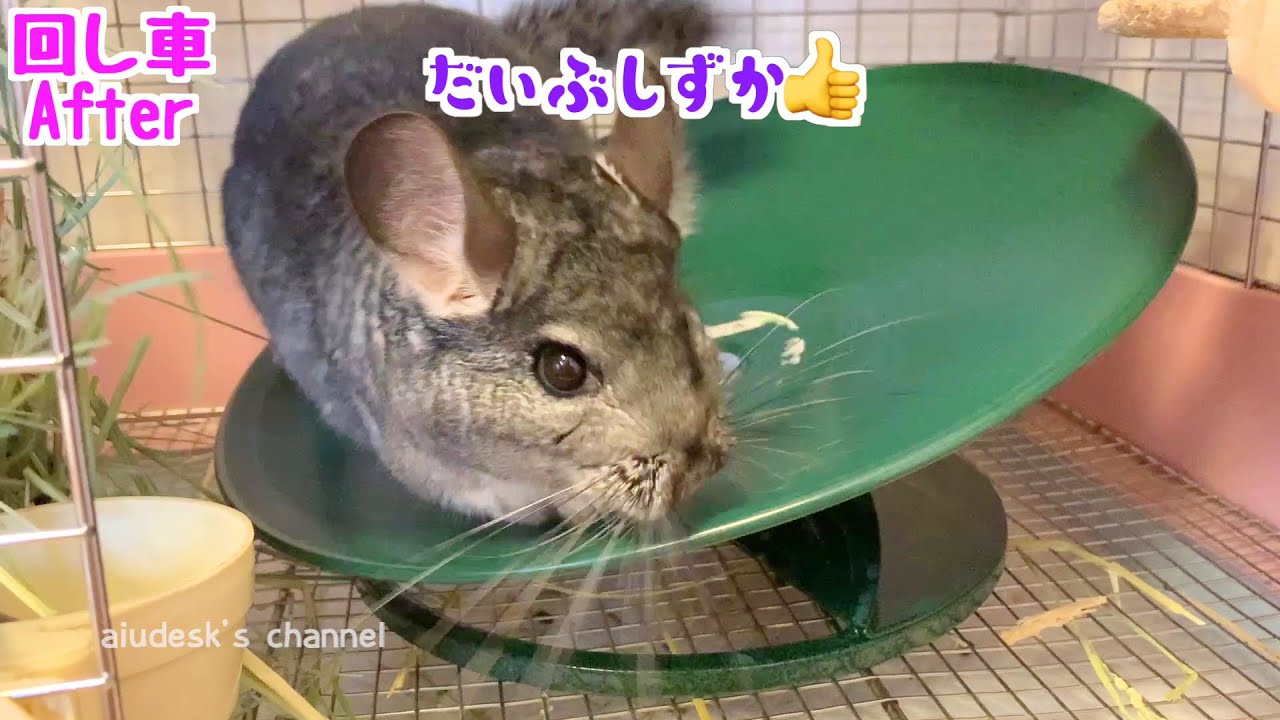 チンチラの回し車レポ【トレッドミルホイール】 - YouTube
