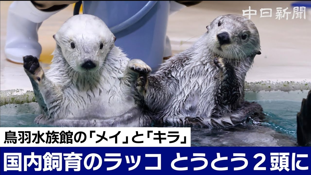 国内で飼育されているラッコがついに2頭に 鳥羽水族館の「メイ」と