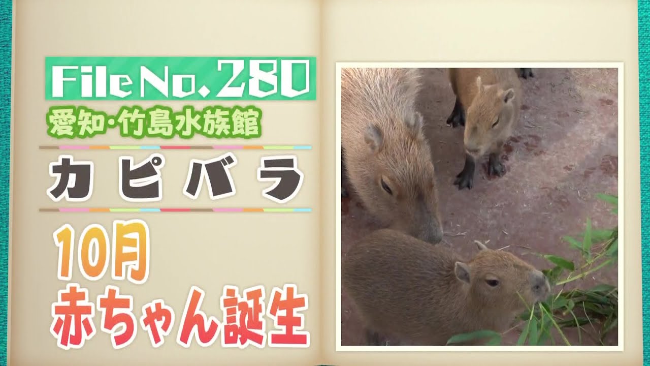 赤ちゃん5頭誕生！ 世界最大のネズミ「カピバラ」のほっこり姿 愛知