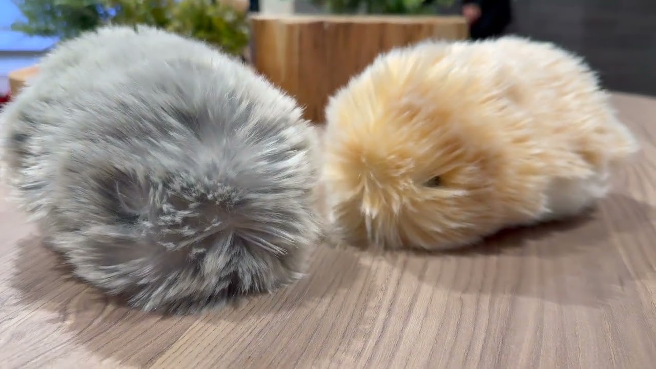 カシオ計算機：AIペットロボット「Moflin モフリン 」 - YouTube