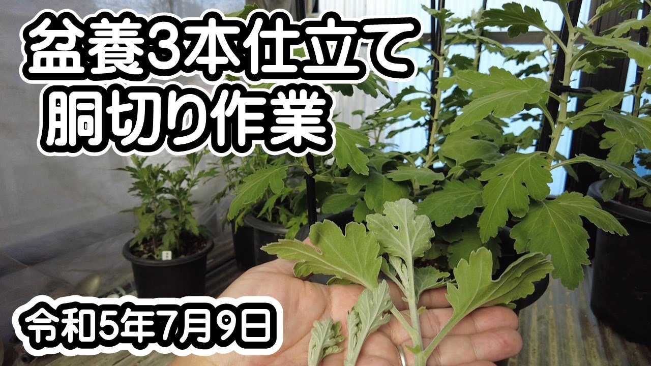 盆養3本仕立て 胴切り作業（令和5年7月9日） - YouTube