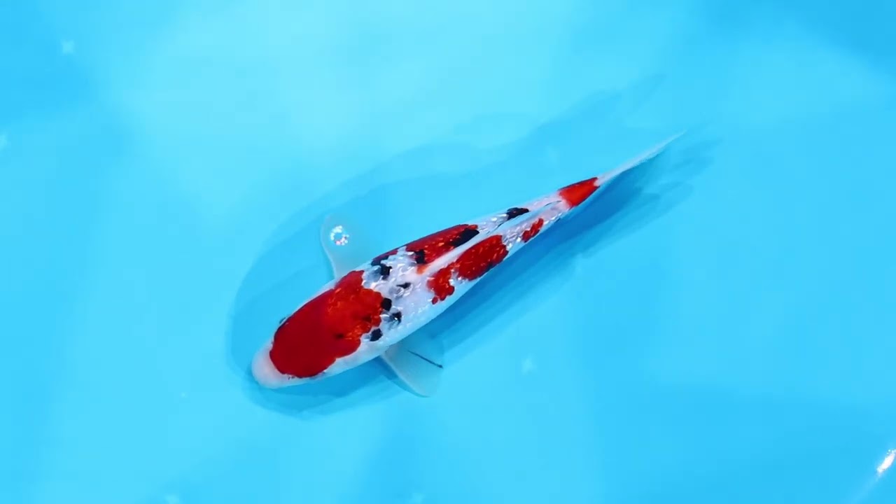 若鯉大会スペシャルオークション！】260302-097の出品鯉のご紹介