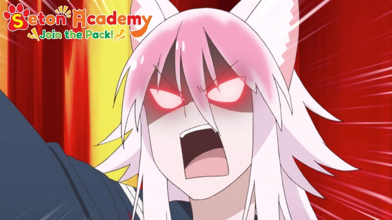 Wolf vs Honey Badger | Seton Academy: Join the Pack! - YouTube