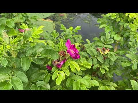 ハマナスorハマナシ（2023年8月17日） - YouTube