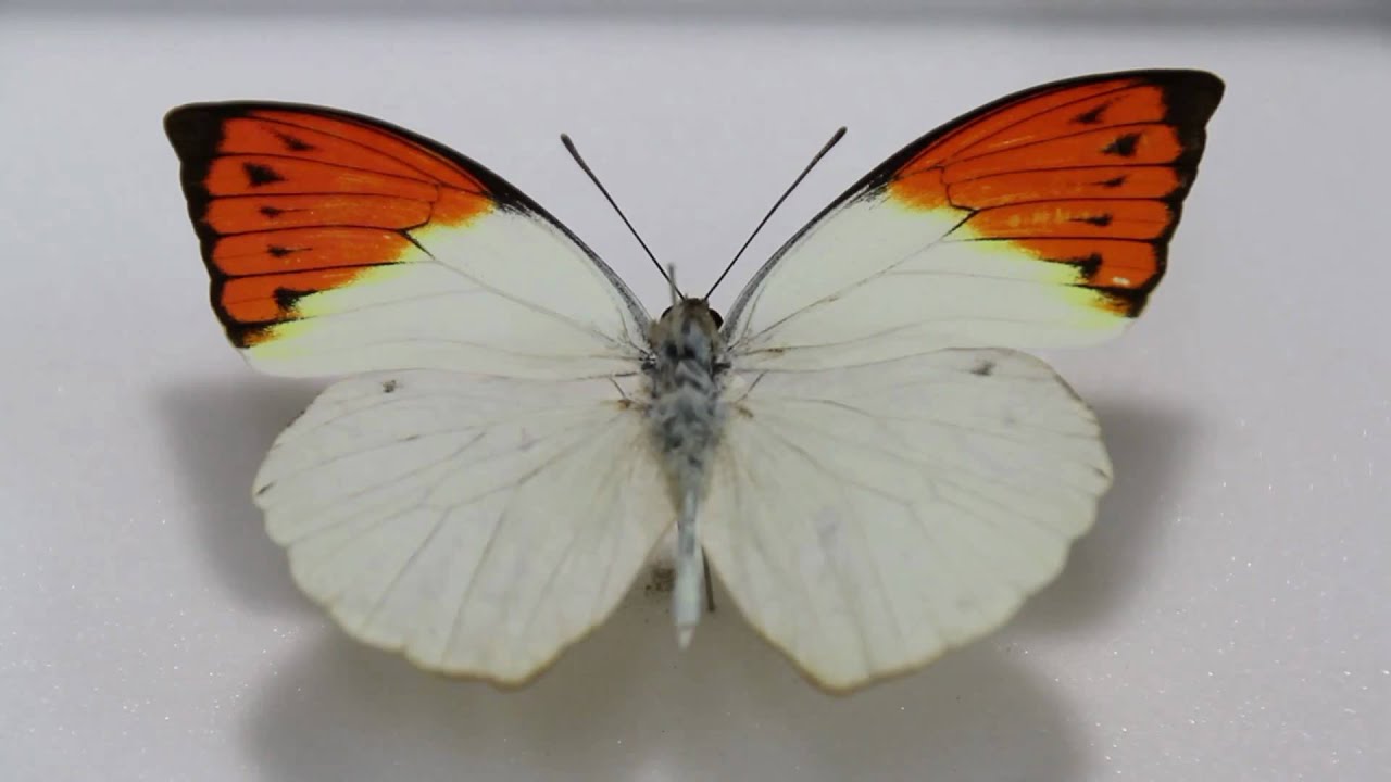 ツマベニチョウ , シロ蝶科標本 , 蝶の標本 販売・通販のNatureShop