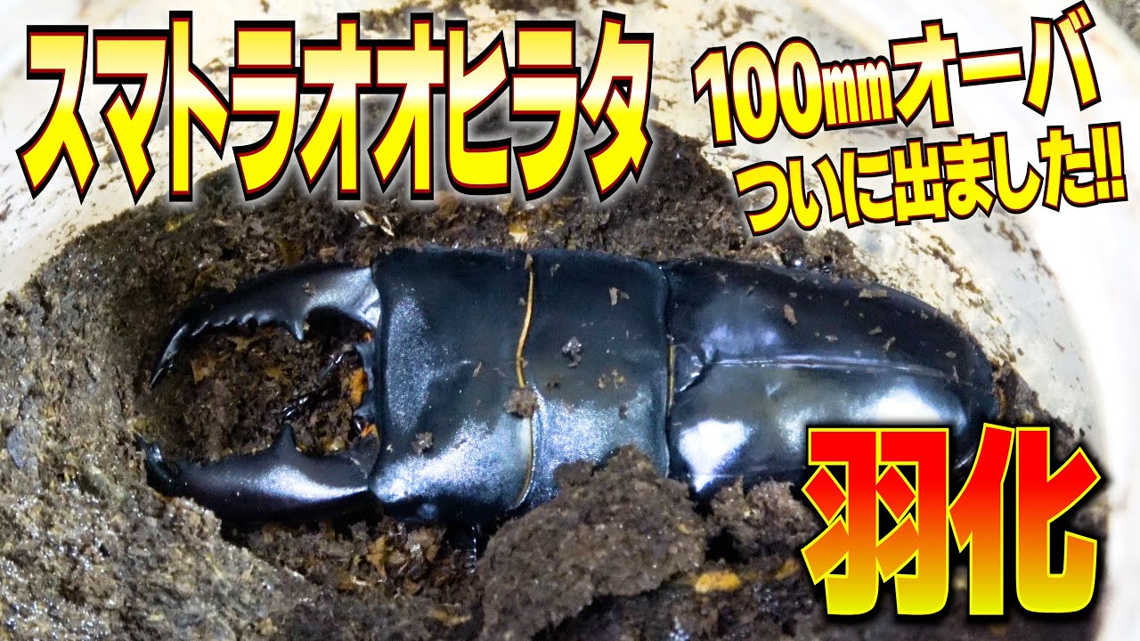 The long-awaited Sumatran giant moth has hatched!! - YouTube