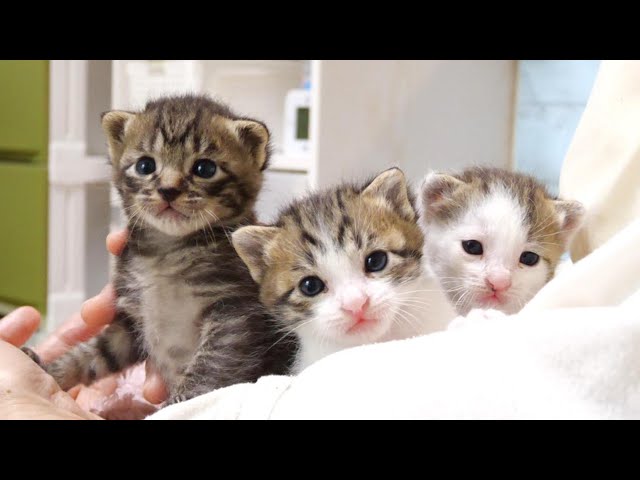 Excited kittens destroy bus [Please turn on subtitles to watch