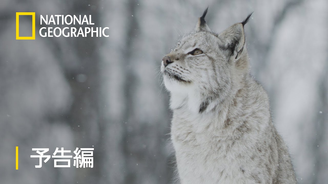 世界大自然紀行：スカンジナビア半島 - 予告編 | ナショジオ - YouTube