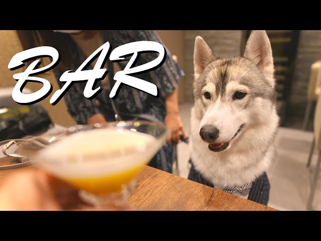 ザビちゃん】【原画肉筆】ワンちゃん・ハスキー ザビちゃん】【原画