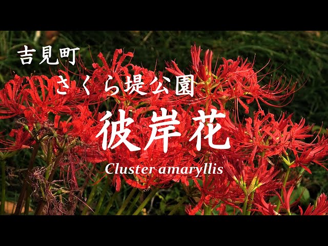 吉見町【さくら堤公園】彼岸花/Yoshimi Town [Sakura Tsutsumi Park