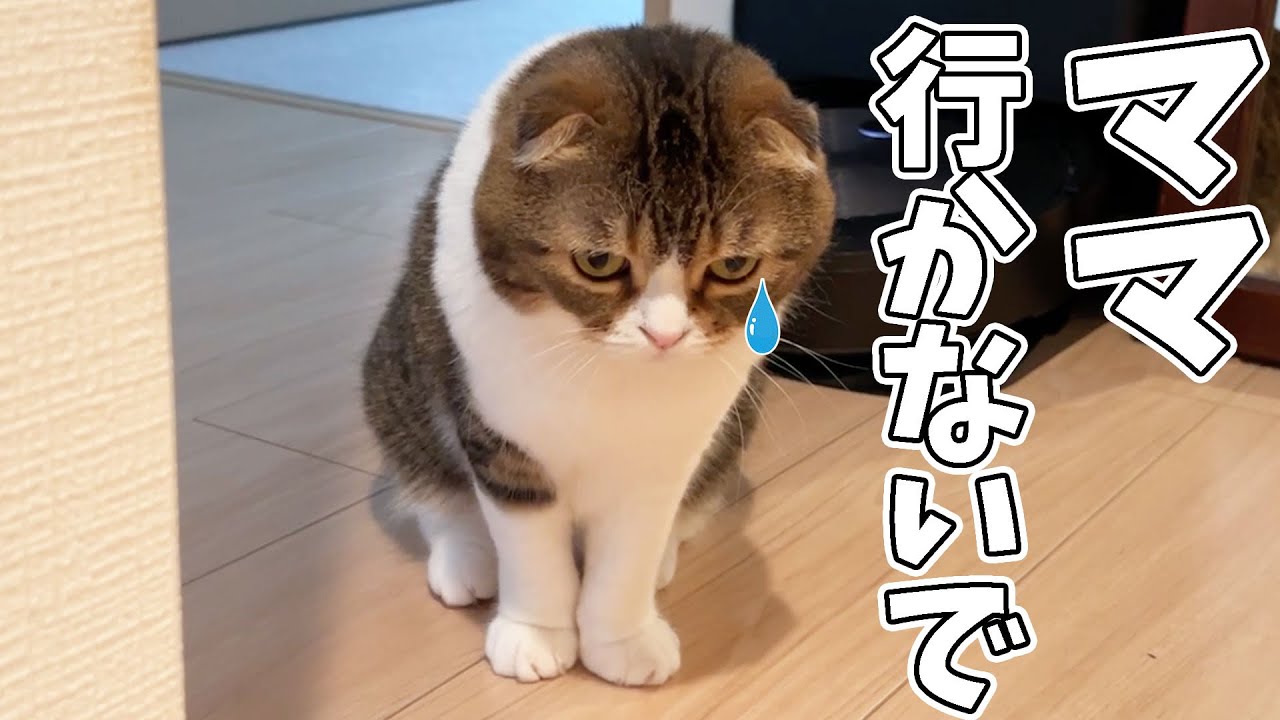 ママが外出した結果、猫が絶望しちゃいました😿 - YouTube