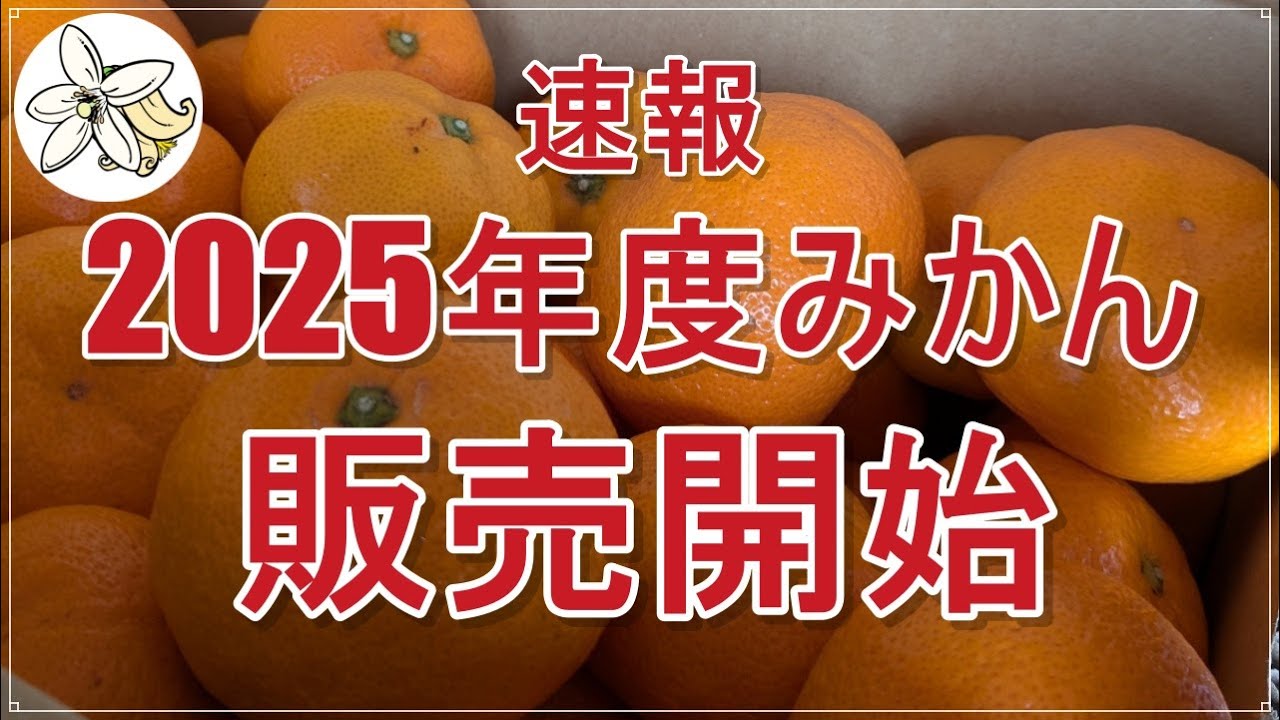 Announcement] 2025 mandarin oranges will be on sale - YouTube