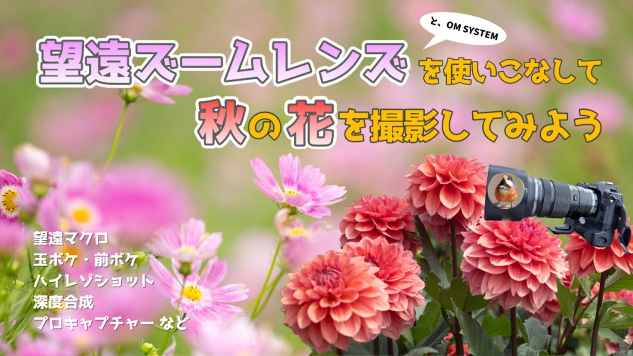 望遠ズームレンズを使いこなして秋の花を撮影してみよう / OM SYSTEM