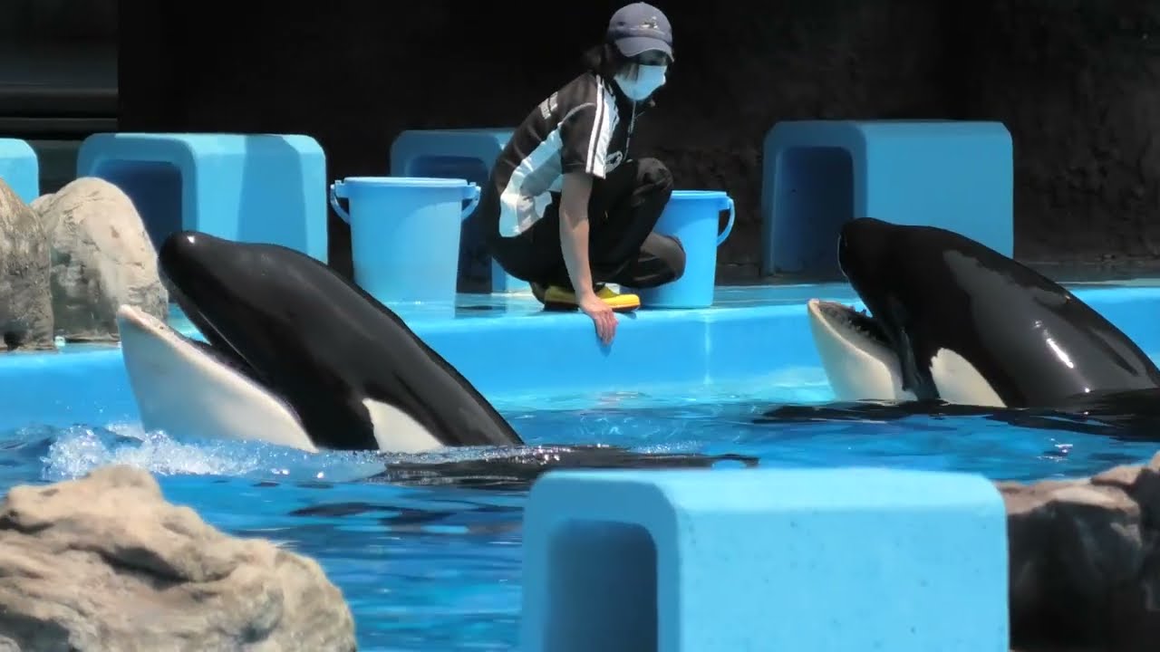 シャチ の『ステラ』と『リン』 (名古屋港水族館) 2021年7月23日 - YouTube