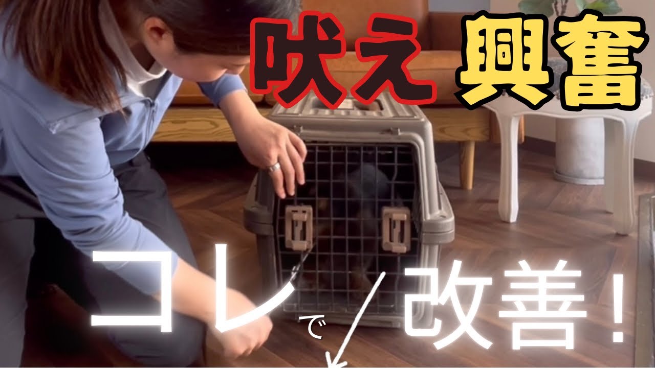 犬の待て】の教え方・しつけ方をドッグトレーナーが解説！（子犬/成犬