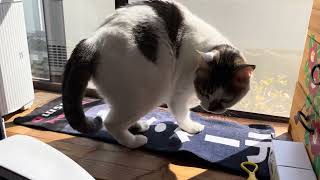 Cat video 20260209 - YouTube