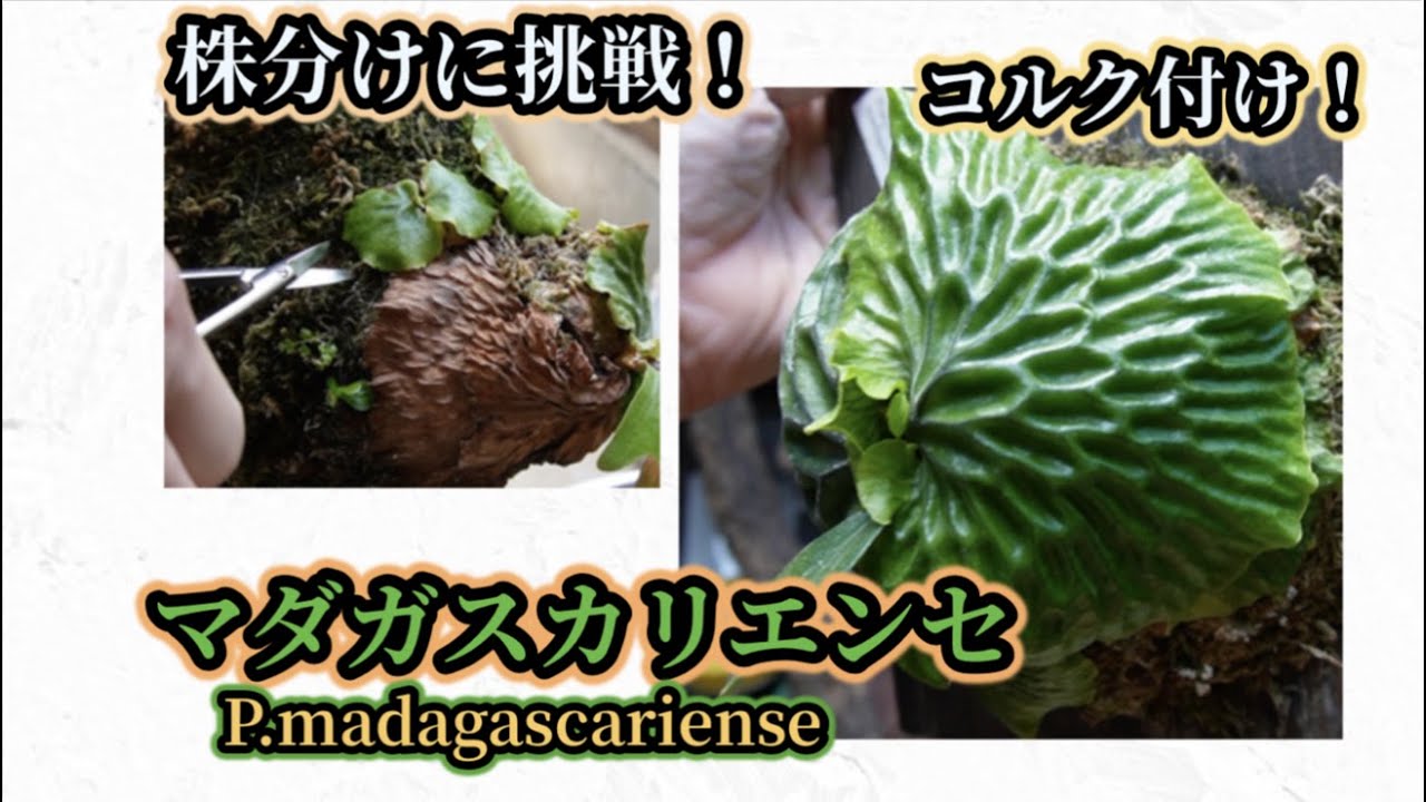 マダガスカリエンセ【マダガスカルのビカクシダ！】コルク付け・株分け