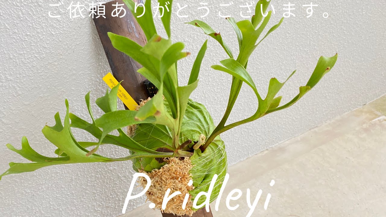 美しいバランスはやっぱり難しい！ビカクシダ リドレイ板付けの仕方