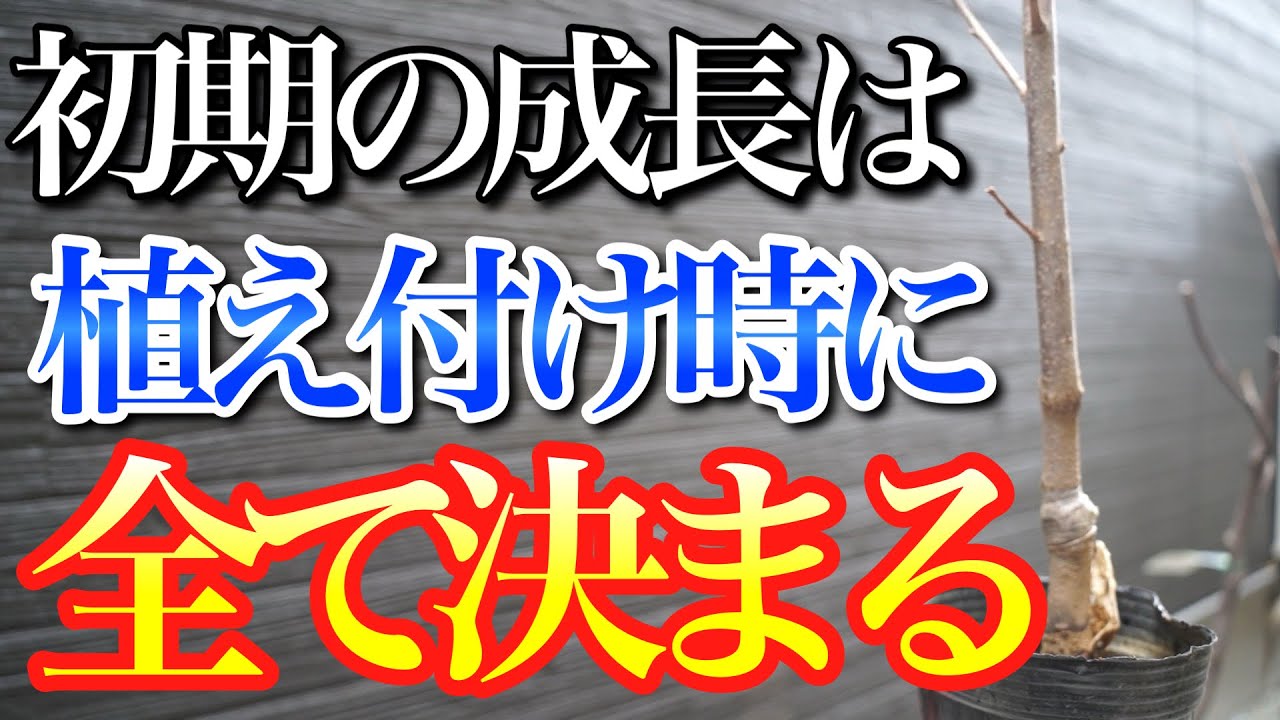 Now is the time to plant] How to improve the growth of deciduous