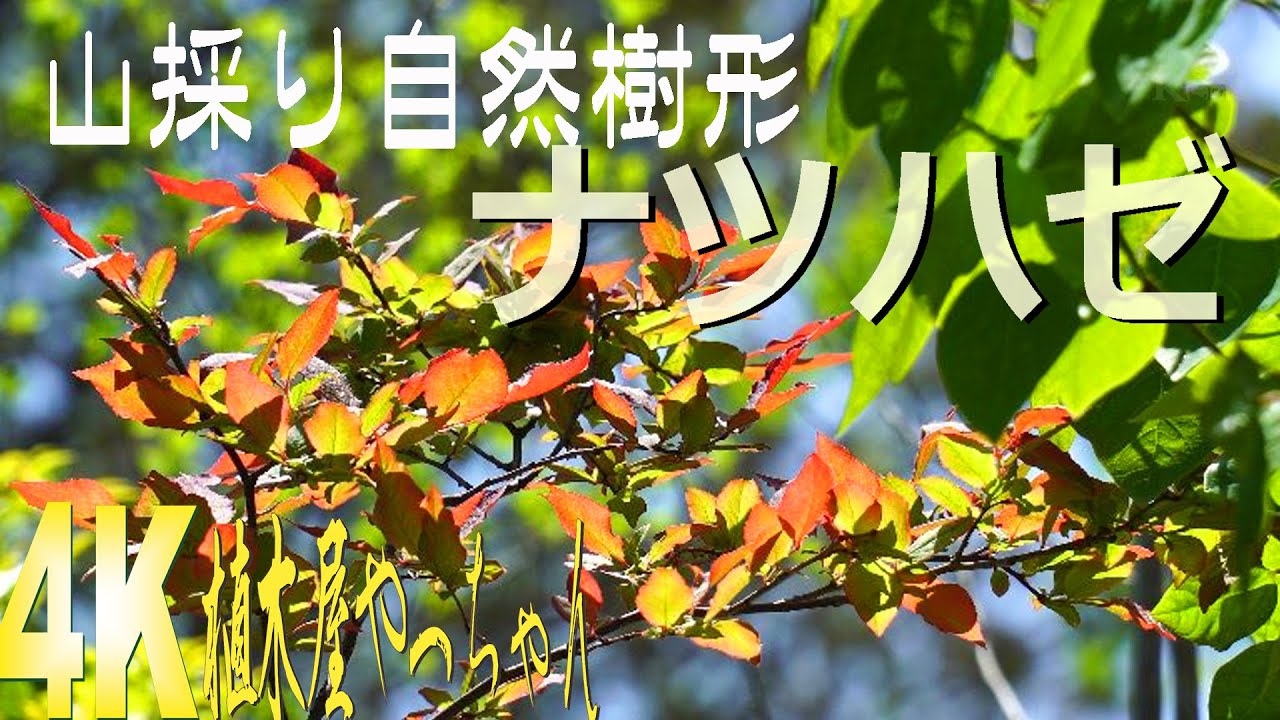 ナツハゼ 山採り ④ 楽天市場】【現品】山採り【ナツハゼ】夏櫨 株立ち