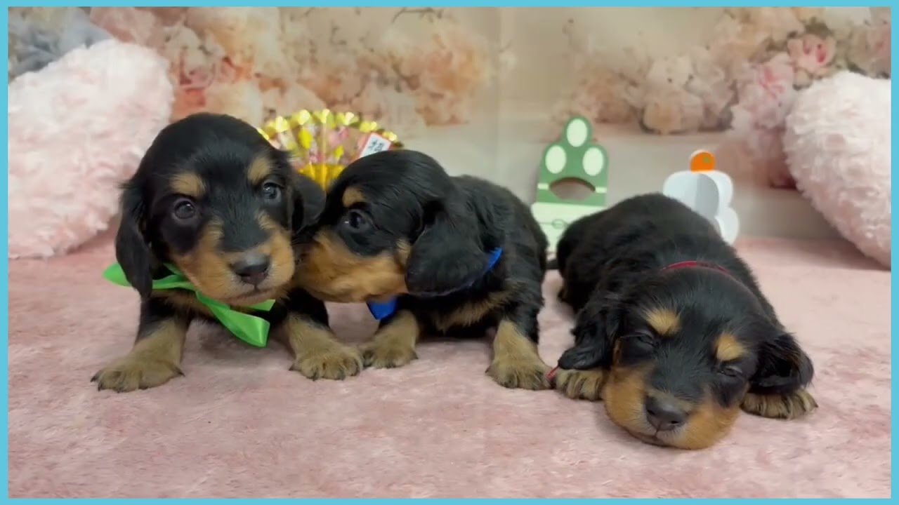 ペットショップcoo&riku No.00747777 M・ダックスフンド - YouTube