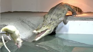The next moment when I showed the crocodile a gigantic brown rat