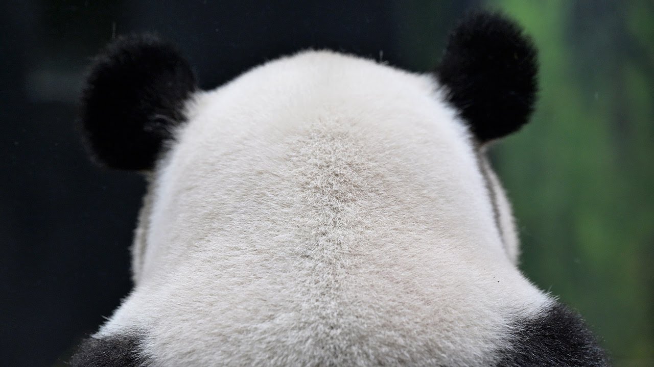 2025.07.03 今日のパンダ（3886日目）[8K] - YouTube