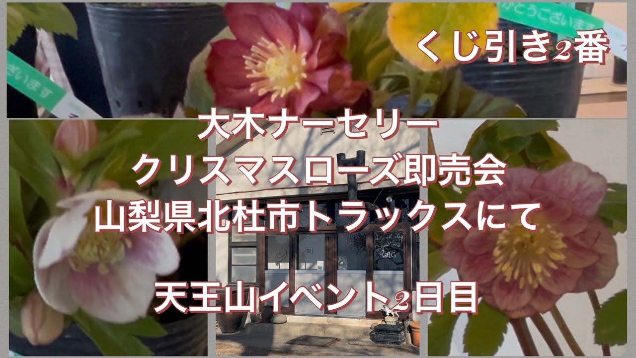 くじ引き2番！大木ナーセリークリスマスローズ即売会トラックス