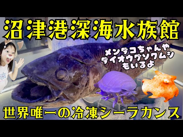Numazu Deep Sea Aquarium] Explore the wonders of the deep sea