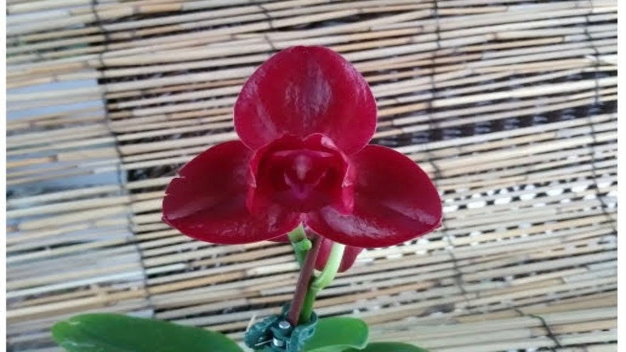 Phalaenopsis Red Jewel 'Peloric' Orchid - YouTube