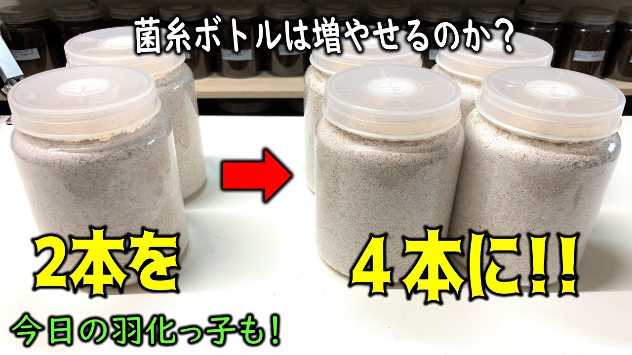 Verification] Can you make your own mycelium bottles? Let's try an