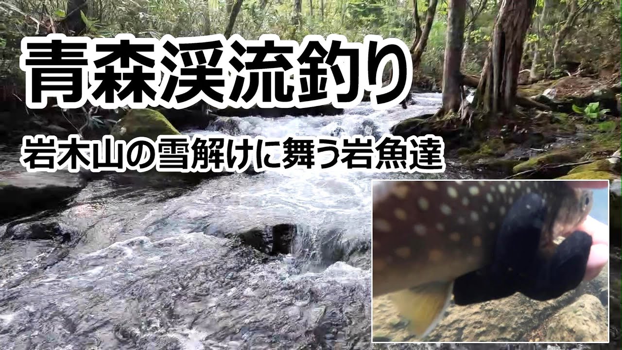青森渓流釣り（岩木山の雪解けに舞う源流イワナ） - YouTube