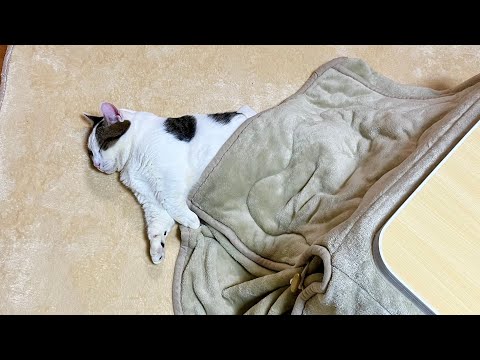 A cat enjoying the New Year's holiday - YouTube