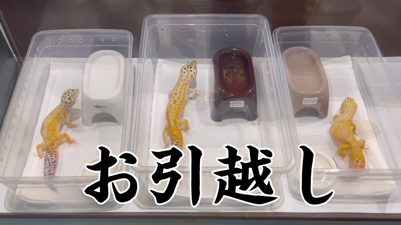 レオパをダイソーシューズケースにお引越ししました！ - YouTube