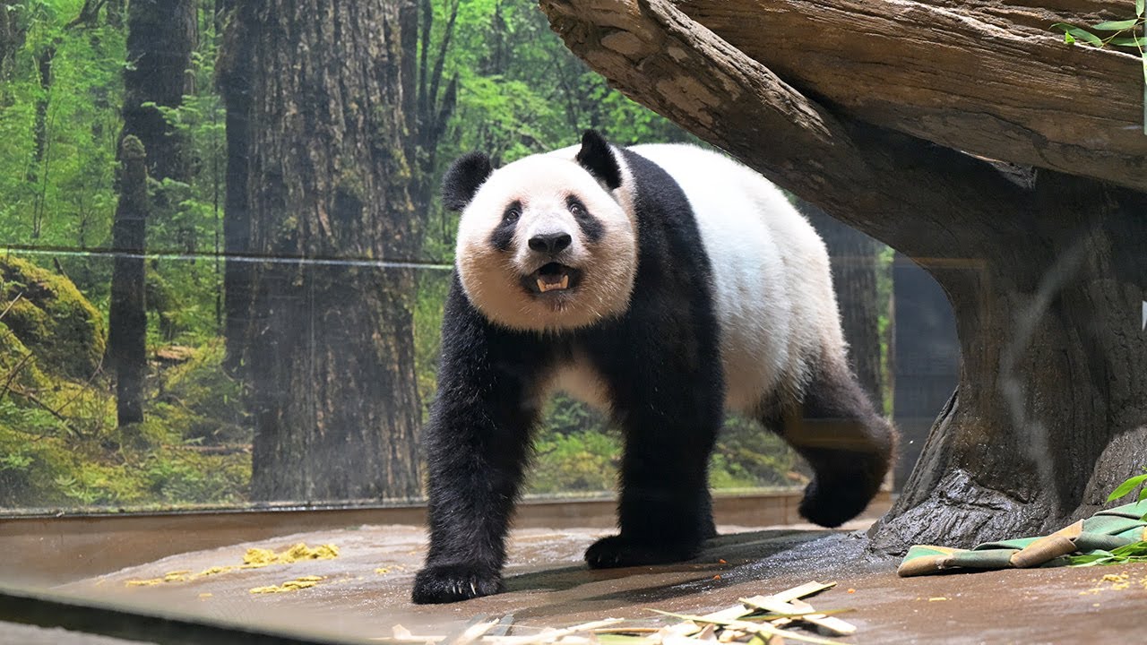 2025.07.03 今日のパンダ（3886日目）[8K] - YouTube