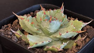 アガベ・姫蠍蟹 (小株)-003｜Agave gypsophila x isthmensis